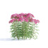Blumen Rosa Schafgarbe - valeriy korol ld