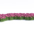 Blumen Rosa Schafgarbe - valeriy korol ld
