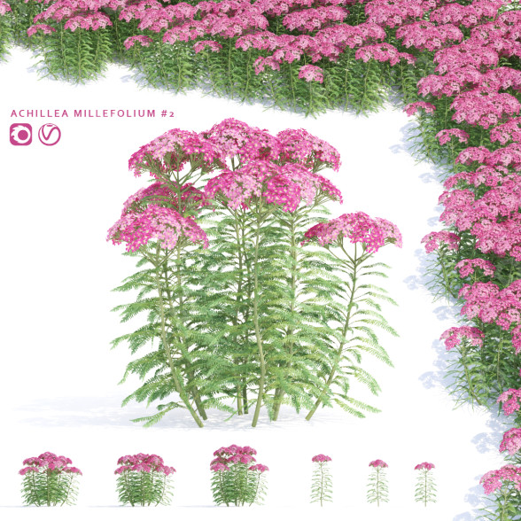 Blumen Rosa Schafgarbe 3D-Modell