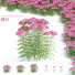 Blumen Rosa Schafgarbe - valeriy korol ld
