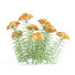 Blumen Schafgarbe - valeriy korol ld