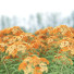 Blumen Schafgarbe - valeriy korol ld