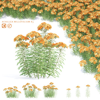 Blumen Schafgarbe 3D-Modell