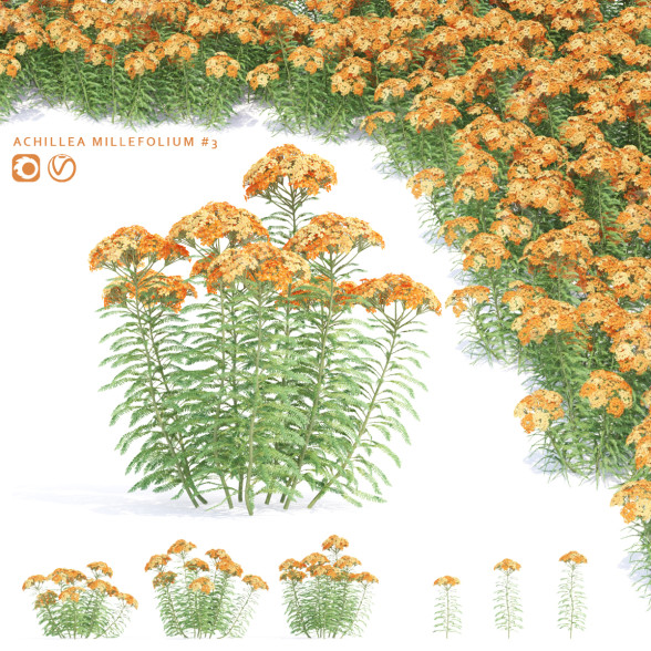 Blumen Schafgarbe 3D-Modell