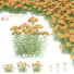 Blumen Schafgarbe - valeriy korol ld