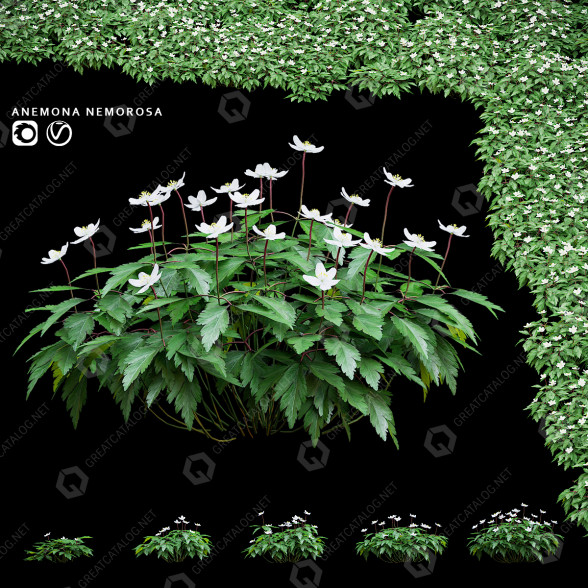 Gras Buschwindröschen 3D-Modell