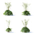 Blumen Akelei hybride - valeriy korol ld
