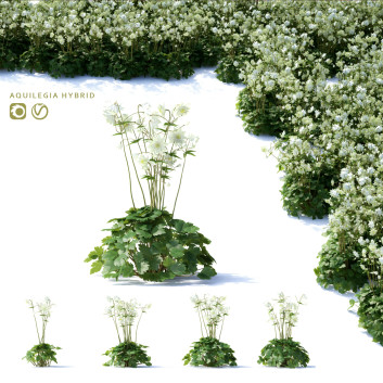 Blumen Akelei hybride 3D-Modell