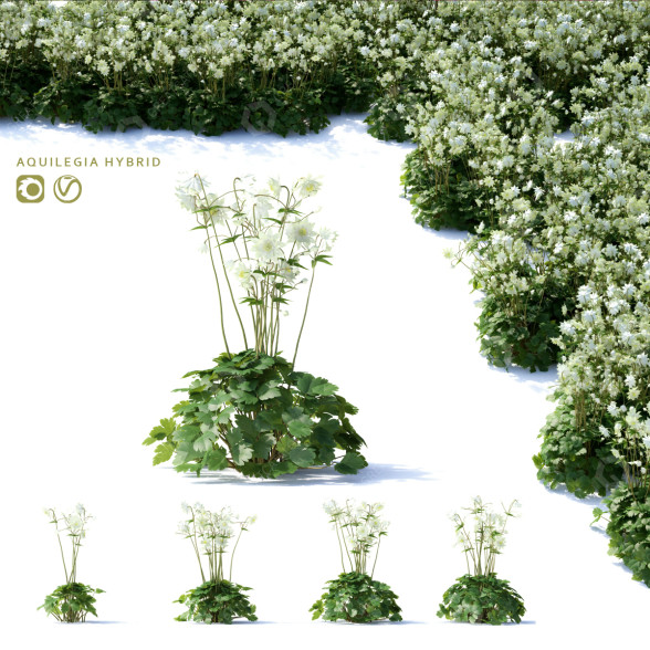 Blumen Akelei hybride 3D-Modell