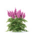 Blumen Prachtspiere - valeriy korol ld