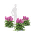 Blumen Prachtspiere - valeriy korol ld