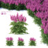 Blumen Prachtspiere - valeriy korol ld