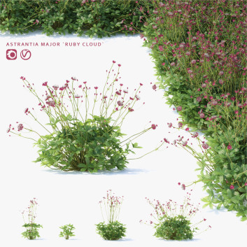 Blumen Große Sterndolde rubinwolke 3D-Modell