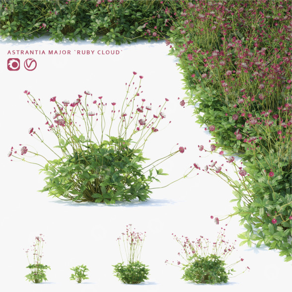 Blumen Große Sterndolde rubinwolke 3D-Modell