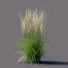 Gras Reitgras karl foerster - valeriy korol ld