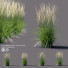 Gras Reitgras karl foerster - valeriy korol ld