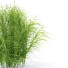 Gras Muskingum-Segge - valeriy korol ld