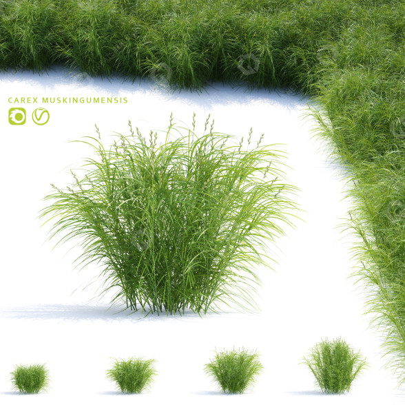 Gras Muskingum-Segge 3D-Modell
