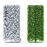 Hecke Hainbuche - valeriy korol ld