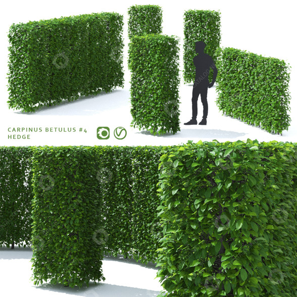 Hecke Hainbuche 3D-Modell