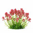 Blumen Rote Spornblume - valeriy korol ld