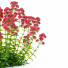 Blumen Rote Spornblume - valeriy korol ld