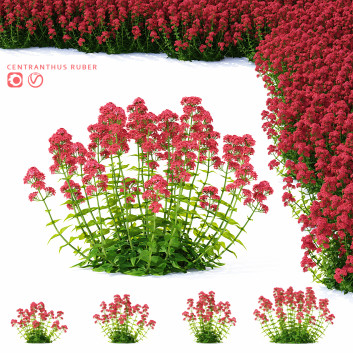Blumen Rote Spornblume 3D-Modell