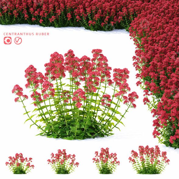 Blumen Rote Spornblume 3D-Modell