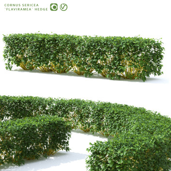 Hecke Roter Hartriegel flaviramea