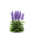 Blumen Rittersporn hybride - valeriy korol ld