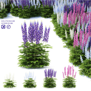 Blumen Rittersporn hybride  3D-Modell