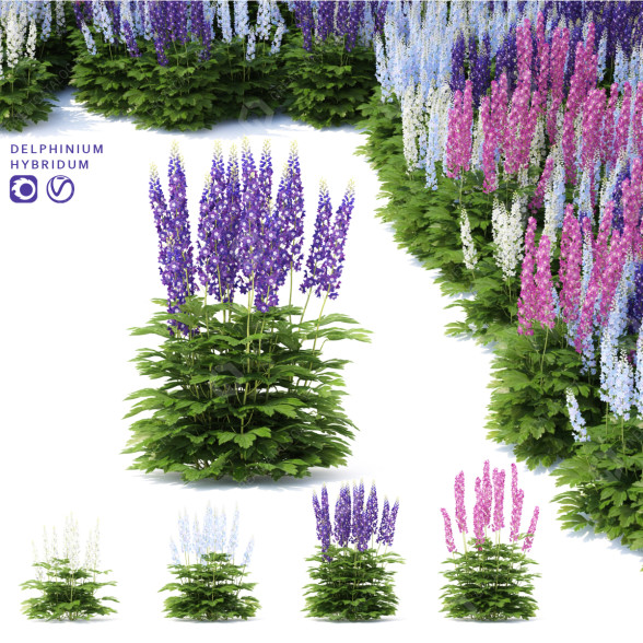 Blumen Rittersporn hybride 3D-Modell