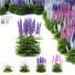 Blumen Rittersporn hybride - valeriy korol ld