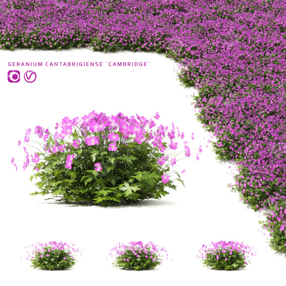 Büsche Storchschnabel cantabrigiense cambridge 3D-Modell
