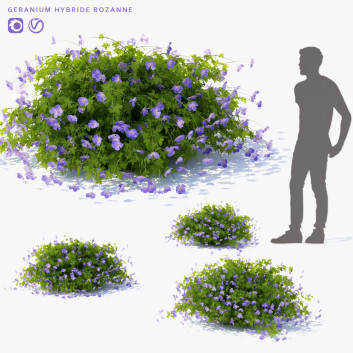 Büsche Storchschnabel hybride rozanne 3D-Modell