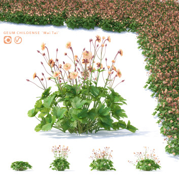 Blumen Nelkenwurz mai tai 3D-Modell
