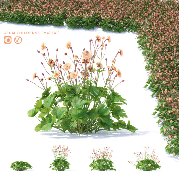 Blumen Nelkenwurz mai tai 3D-Modell