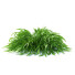 Gras Hakonechloa macra naomi - valeriy korol ld