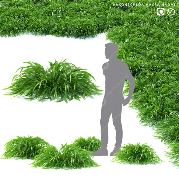 Gras Hakonechloa macra naomi 3D-Modell