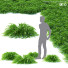 Gras Hakonechloa macra naomi - valeriy korol ld