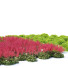 Blumen Purpurglöckchen brizoides feuerregen - valeriy korol ld