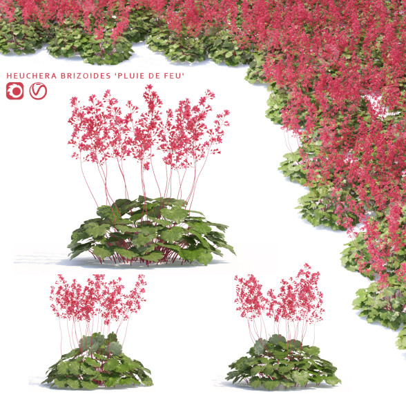 Blumen Purpurglöckchen brizoides feuerregen 3D-Modell