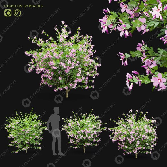 Arbustos Hibisco sirio Modelo 3D