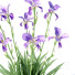 Blumen Schwertlilie germanica - valeriy korol ld