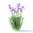 Blumen Schwertlilie germanica - valeriy korol ld