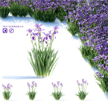 Blumen Schwertlilie germanica 3D-Modell