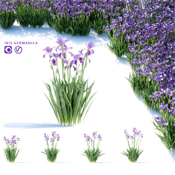 Blumen Schwertlilie germanica 3D-Modell