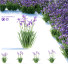 Blumen Schwertlilie germanica - valeriy korol ld