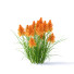 Blumen Kniphofia - valeriy korol ld