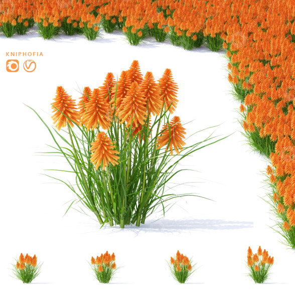 Blumen Kniphofia 3D-Modell
